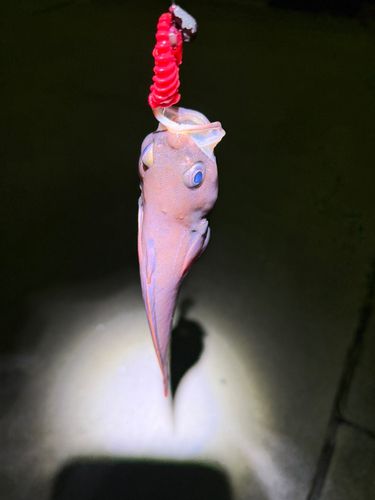 ドンコの釣果