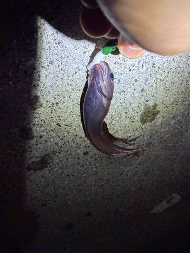 ドンコの釣果