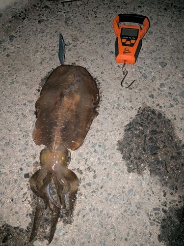 アオリイカの釣果