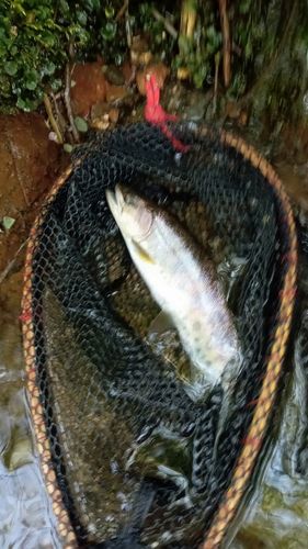 ヤマメの釣果