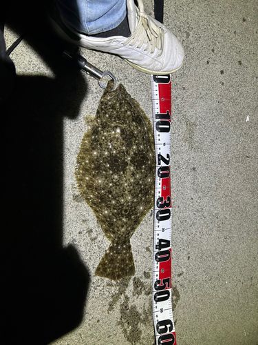ヒラメの釣果