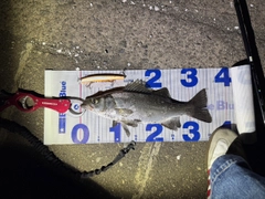 セイゴ（ヒラスズキ）の釣果