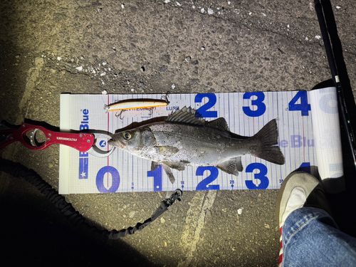 セイゴ（ヒラスズキ）の釣果