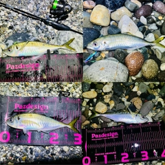 マアジの釣果