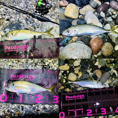 マアジの釣果