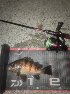 メバルの釣果