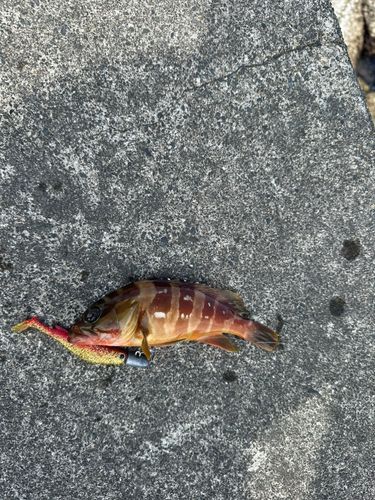 アカハタの釣果