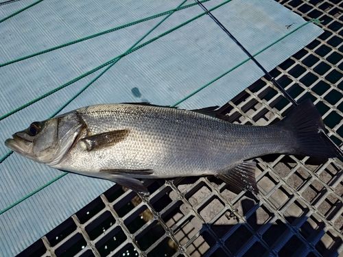 ヒラスズキの釣果
