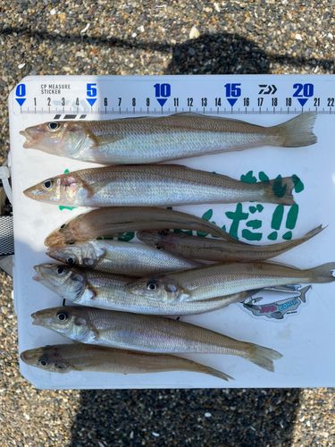 シロギスの釣果