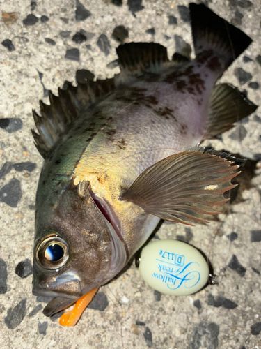 メバルの釣果