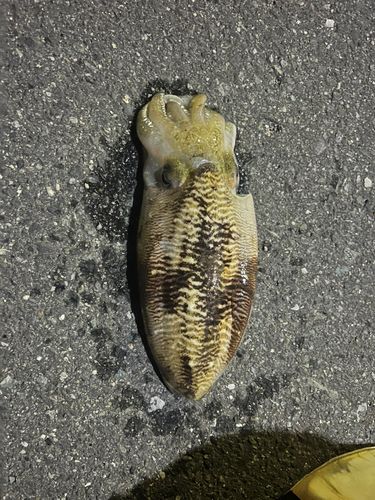 コウイカの釣果