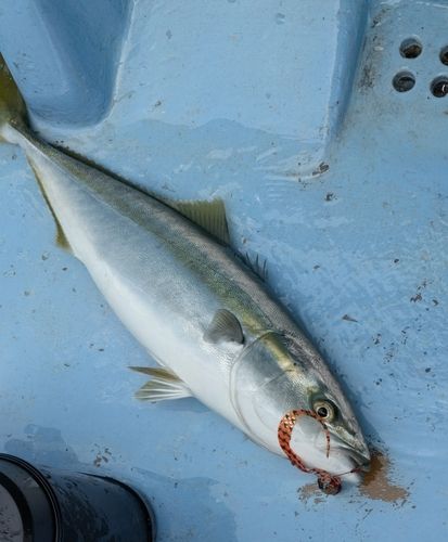 ワラサの釣果