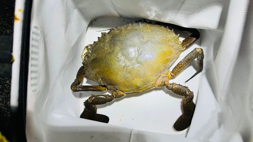 ノコギリガザミの釣果