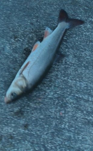 ウグイの釣果