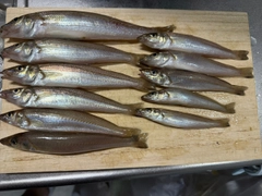 シロギスの釣果