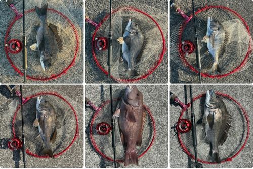 チヌの釣果