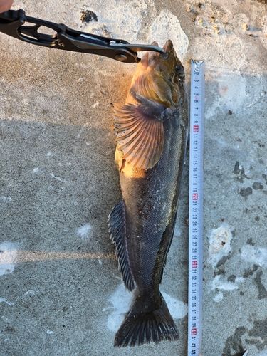 アイナメの釣果