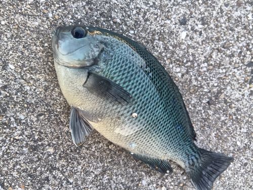 メジナの釣果
