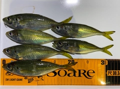 アジの釣果