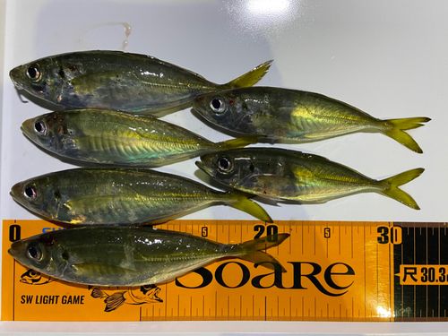 アジの釣果