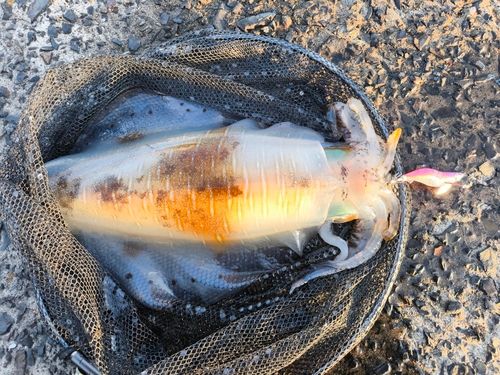 アオリイカの釣果