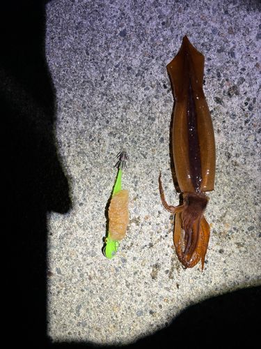 スルメイカの釣果