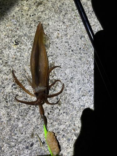 スルメイカの釣果