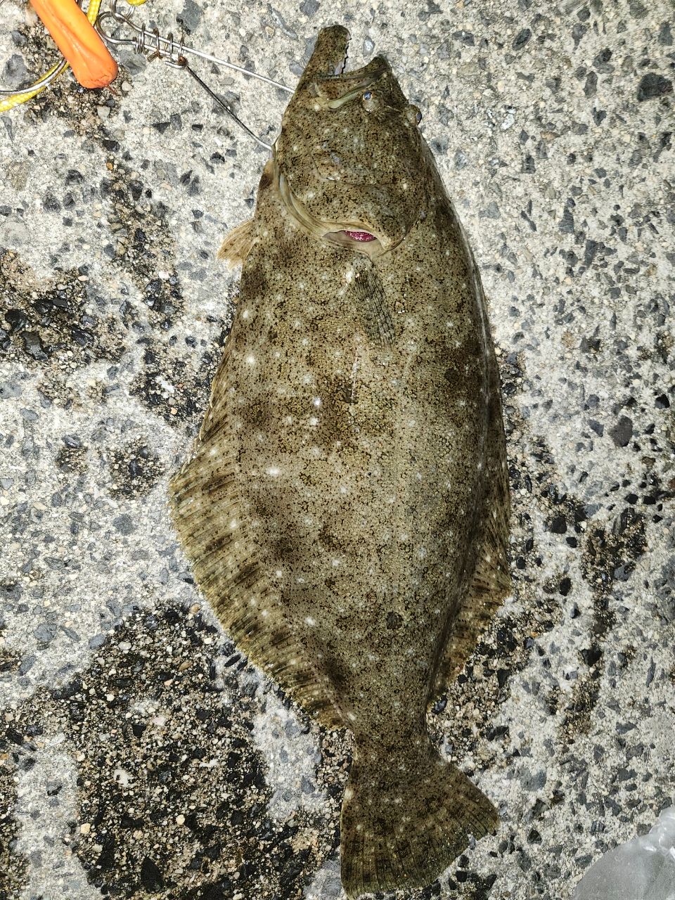 ヒラメの釣果写真