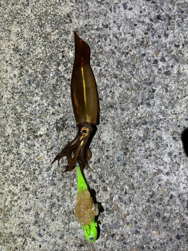スルメイカの釣果