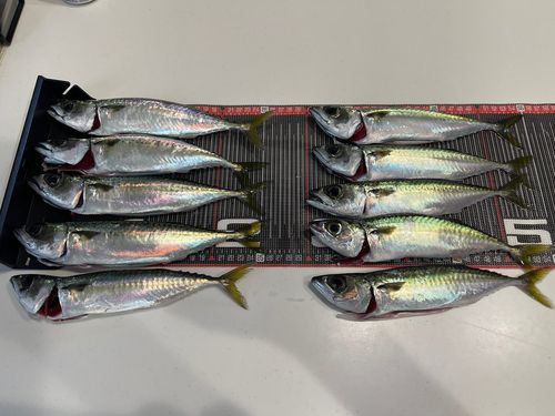 サバの釣果