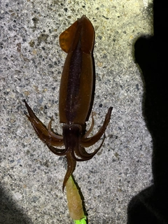 スルメイカの釣果