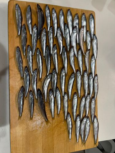 チカの釣果