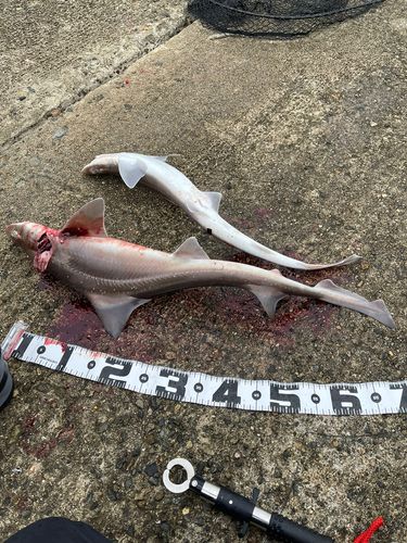 サメの釣果