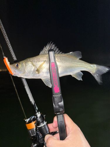 セイゴ（マルスズキ）の釣果