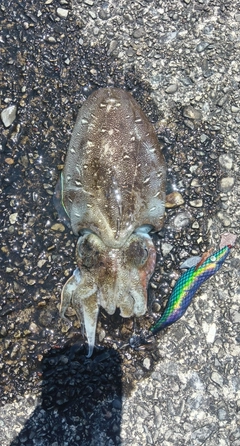 モンゴウイカの釣果