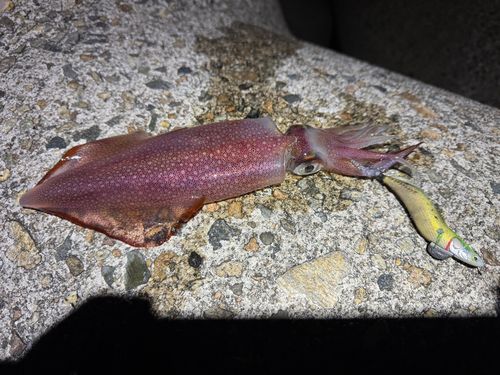 ケンサキイカの釣果