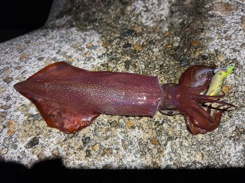 ケンサキイカの釣果