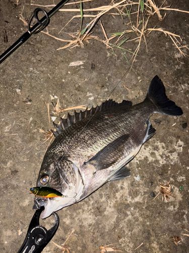 クロダイの釣果