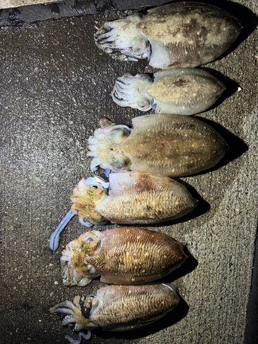 コウイカの釣果