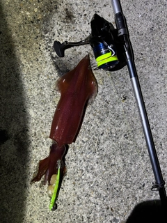 ケンサキイカの釣果