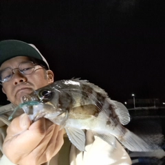シロメバルの釣果