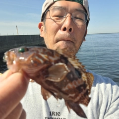 アコウの釣果
