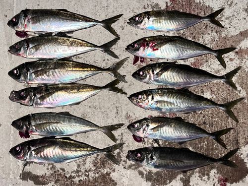 アジの釣果