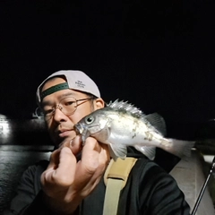シロメバルの釣果