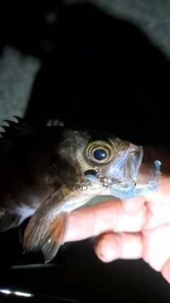 シロメバルの釣果