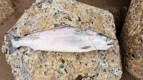 サクラマスの釣果
