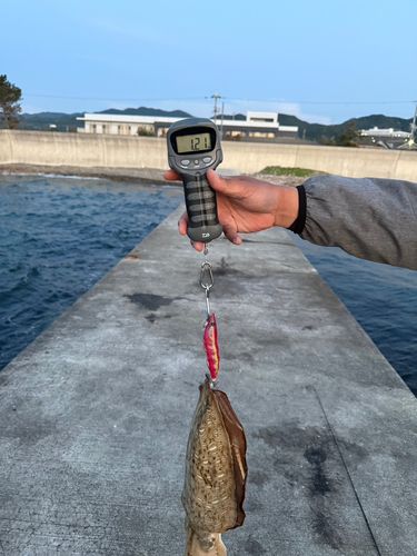 モンゴウイカの釣果