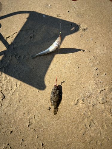 シロギスの釣果