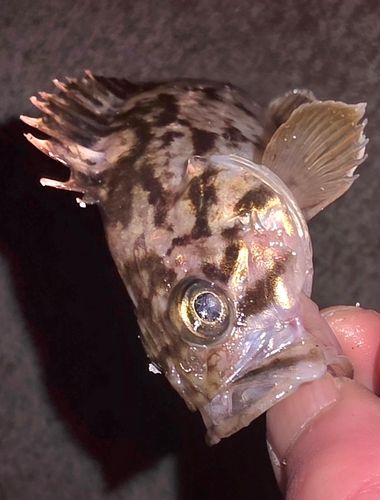クロソイの釣果