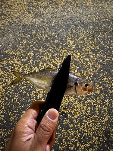 マアジの釣果